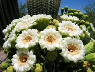 Saguaro blossoms